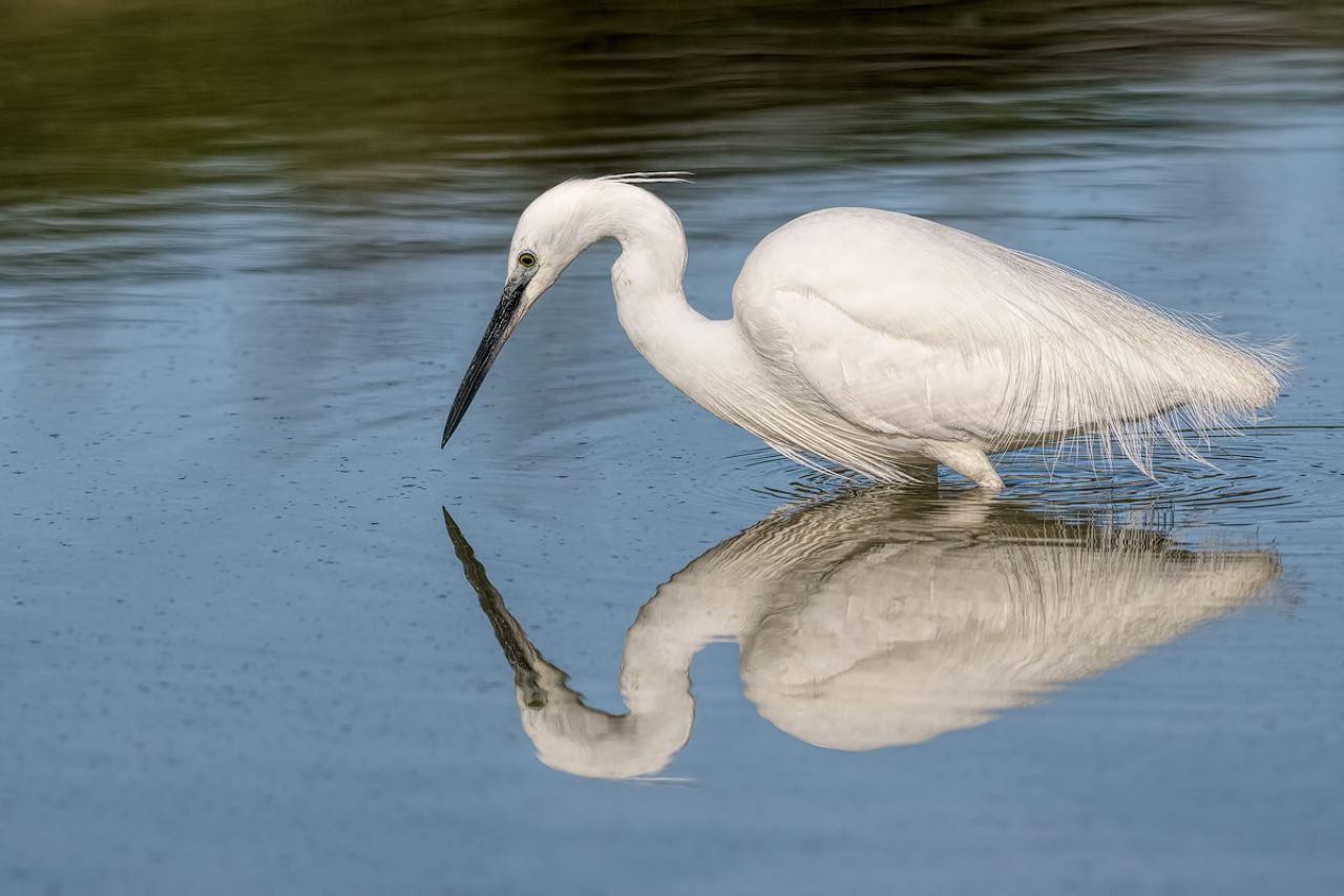 Garzetta (Egretta garzetta)